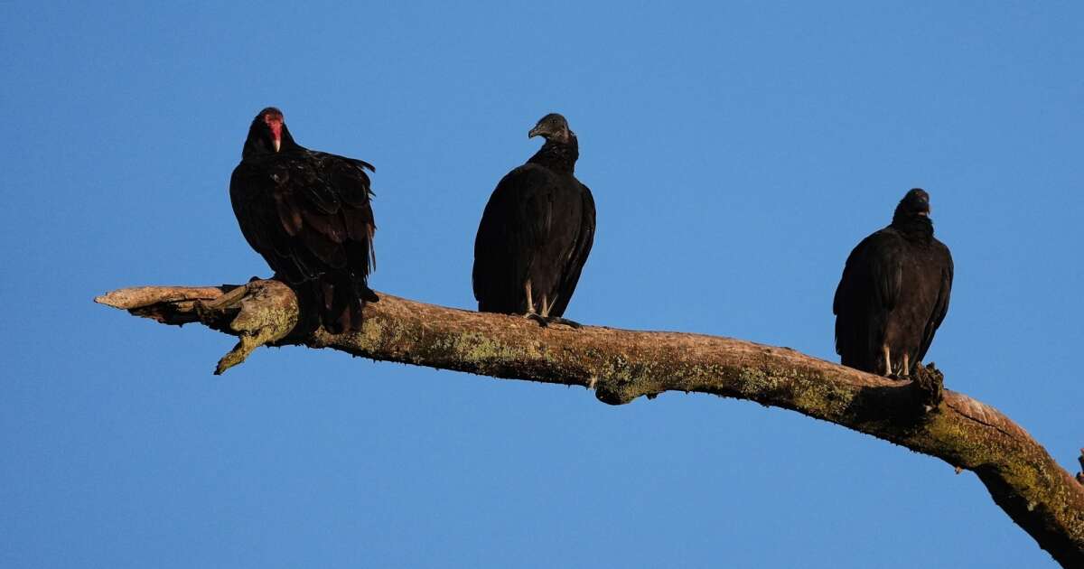 Black vultures that attack and kill cattle are spreading north