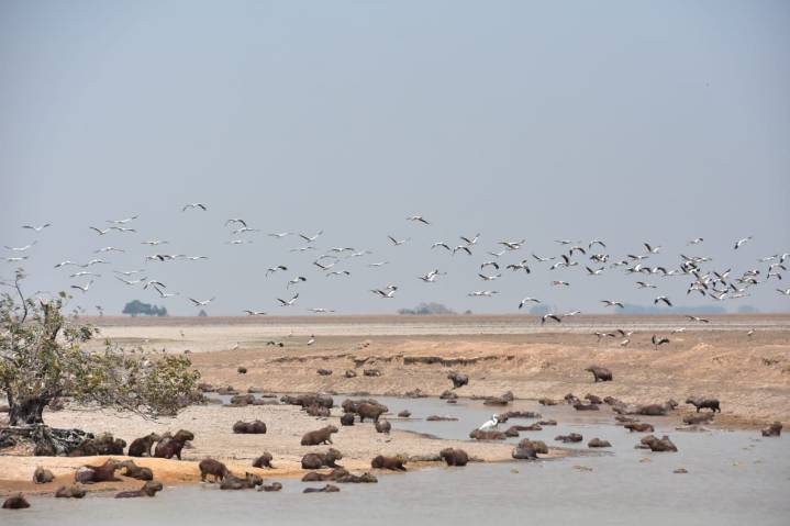 Llega por fin una medida definitiva para proteger la fauna silvestre en puntos críticos por sequía en Paz de Ariporo