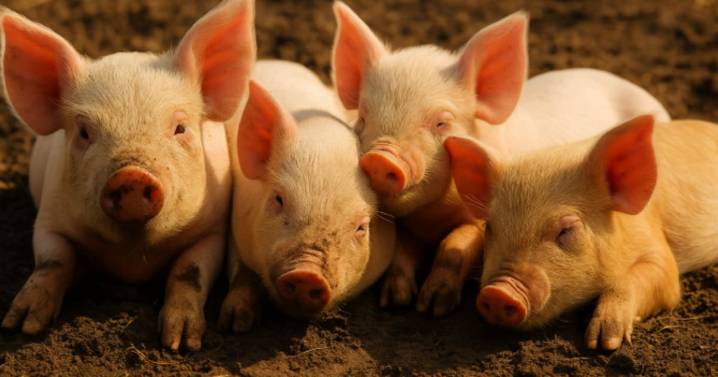 México suspende importación de carne de cerdo desde España tras brote de peste porcina africana en Barcelona