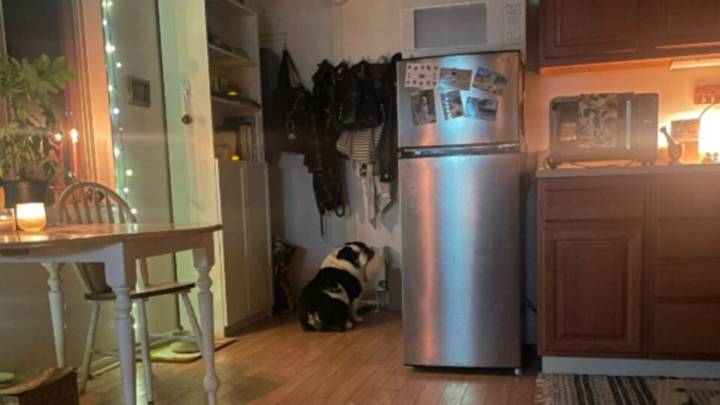 California Bulldog’s 8 PM Ritual Leaves His Mom Laughing And TikTok Obsessed