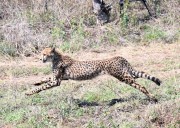 Botswana gifts 8 cheetahs to India, lauds country’s landmark wildlife conservation initiative