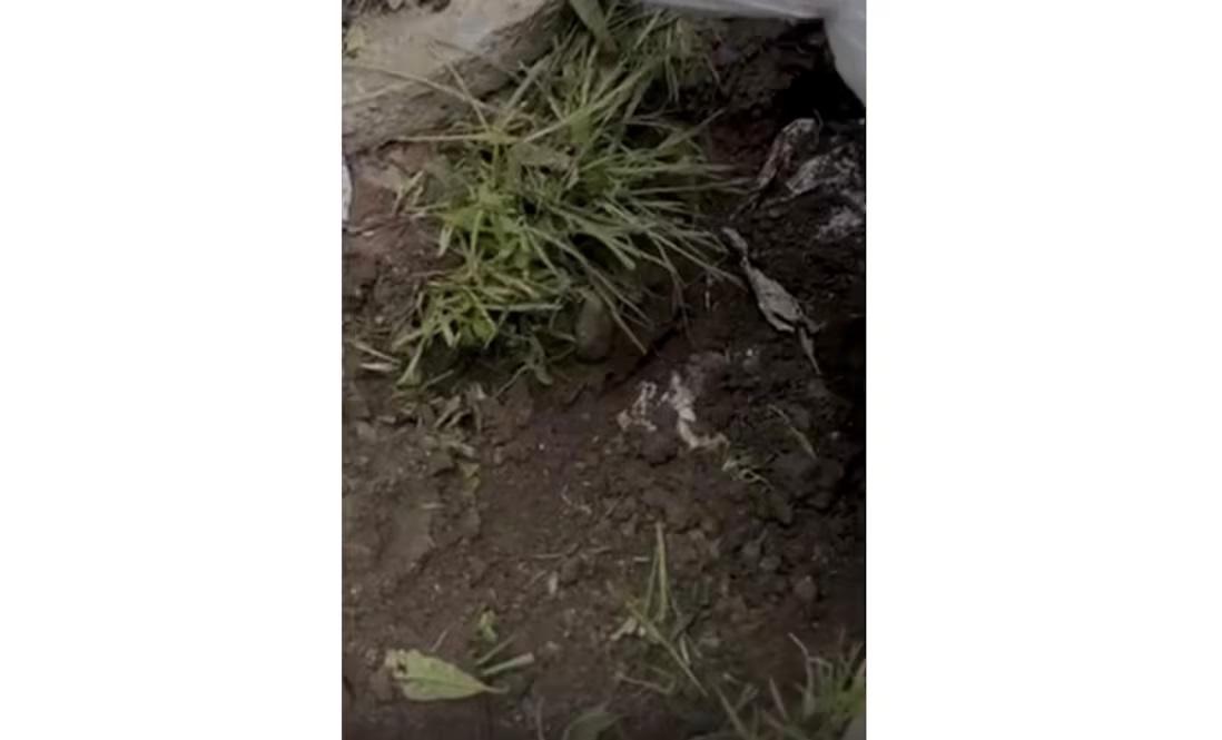 Descubren al menos cinco víctimas en fosa clandestina de Silao; continúan excavaciones