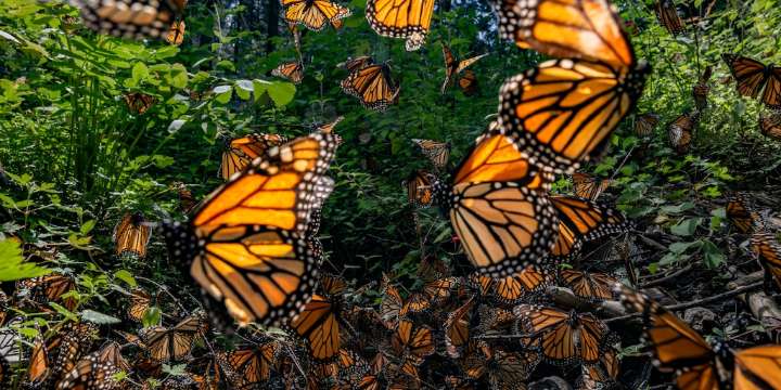 Bedolla pidió a Canadá y Estados Unidos proteger migración de Mariposa Monarca: inauguraron santuario en el marco del Plan Michoacán