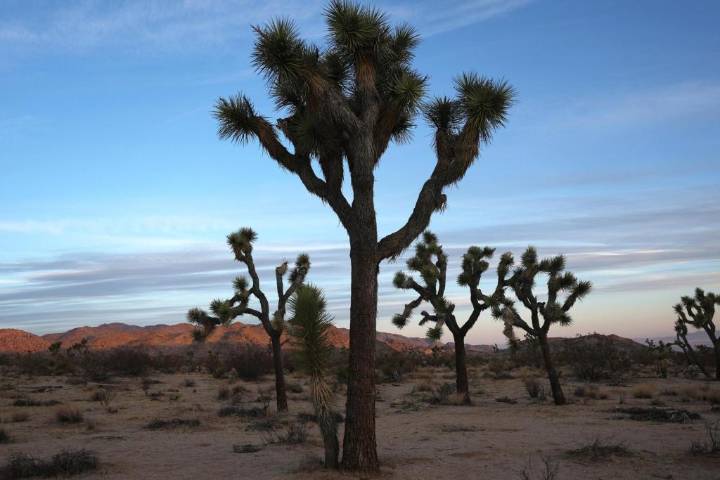 Inside Joshua Tree’s exclusive sexual wellness retreat: ‘I’ve seen women changing’