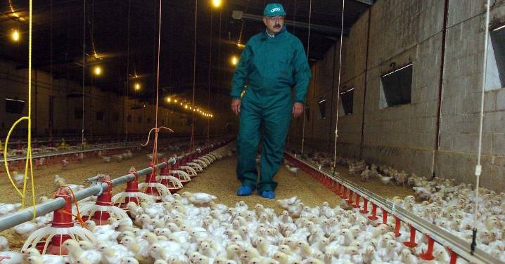 La gripe aviar en Andalucía: y tira por si le toca