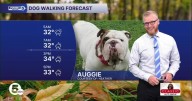Walk easy today... It's a slick dog walking forecast