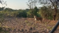 Pune: Forest Department Confirms Viral Tiger Photo From Junnar Is AI