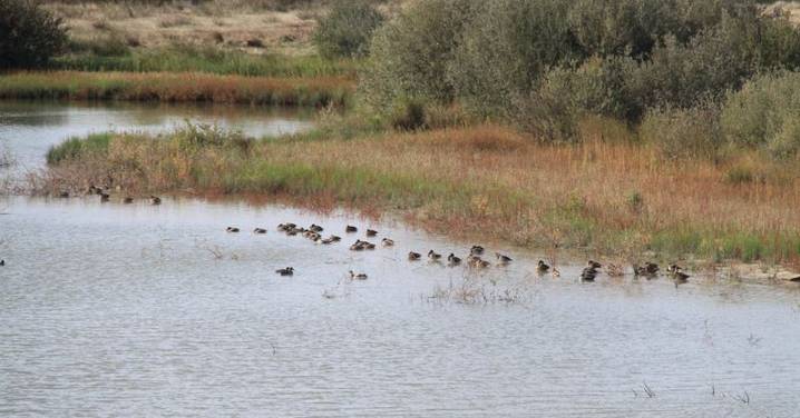 Salamanca registra dos nuevos positivos de gripe aviar en aves silvestres en la zona del Azud de Riolobos