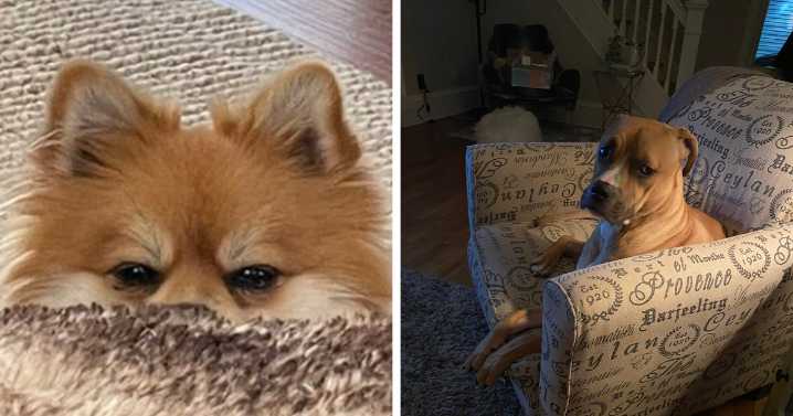 26 Dogs Making Faces To Let Their Owners Know How Much They Want Their Food