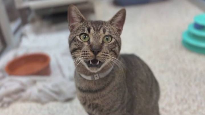 Rising cat food costs raises difficulty for Houston animal shelter