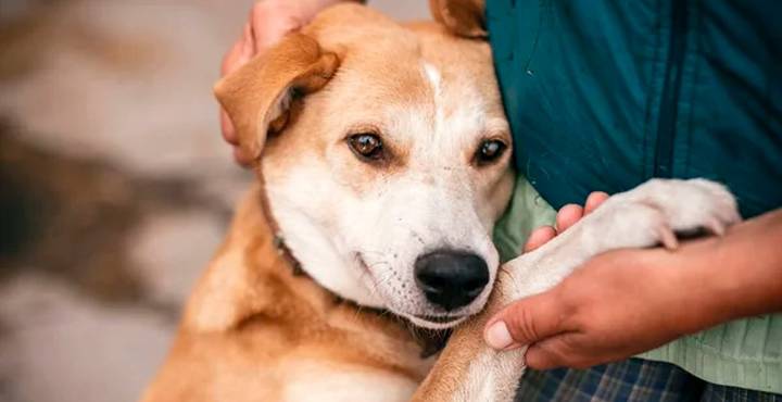 Este domingo, adopta un lomito y disfruta de kermés vegana en Morelia