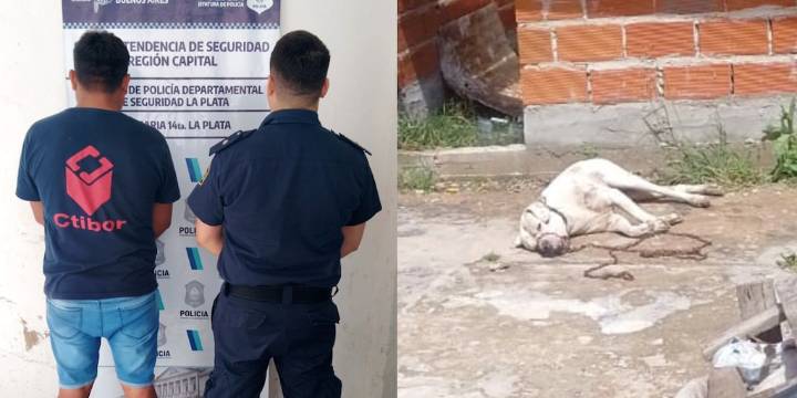 Sacrificó a su dogo porque atacó a un menor: terminó detenido por maltrato animal y por las lesiones del niño