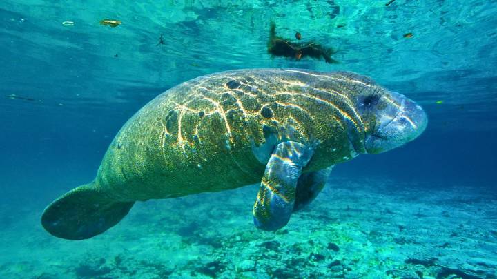 El animal que se parece a un elefante, come como una vaca y vive en el mar: lo confunden con sirenas