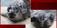 Fort Wayne Zoo welcomes new harbor seal ‘Bubba’