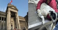 Corte Suprema confirma fallo que prohíbe la eutanasia de animales sin diagnóstico previo
