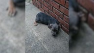 Alabama Puppy Finds Comfort And Protection After Being Left To Fend For Herself