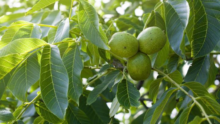 Cosecha tus árboles frutales y ayuda a comunidades en necesidad en el Área de la Bahia