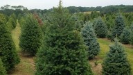 Where to cut your own Christmas tree in NJ and NY in 2025