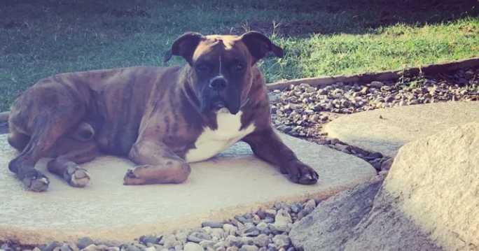 Covina family's pet dog killed after Thanksgiving Day burglary