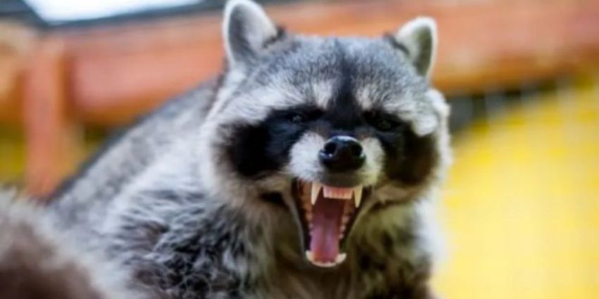 New Bedford Animal Control to host  low-cost rabies clinic for region