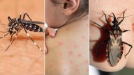Aumentan los casos de enfermedad de Chagas fuera de América Latina