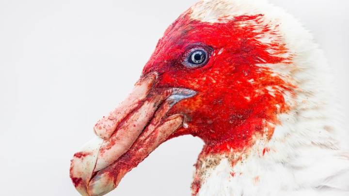 Bird photography prize showcases an ‘awe-inspiring’ natural world