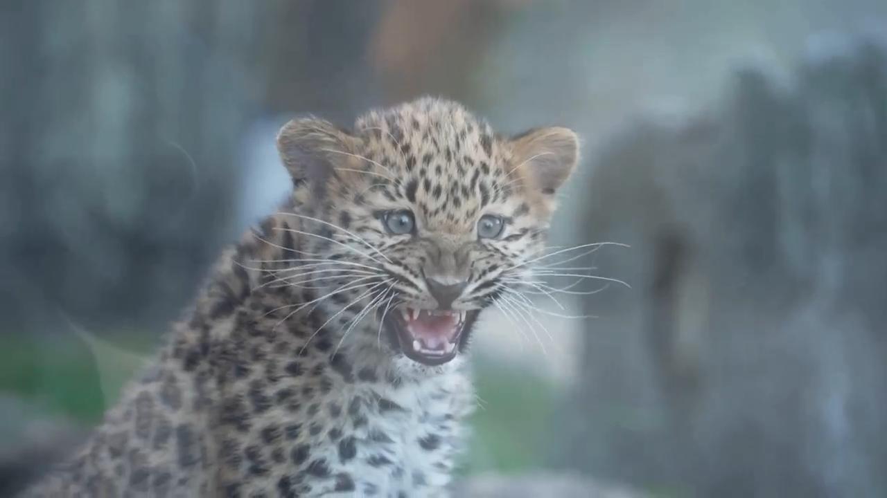 Endangered Amur cub sisters climb, explore habitat during public debut at Chicago area zoo
