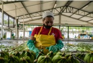 Colombia abre paso a China con banano y limón Tahití, pero enfrenta retos logísticos clave