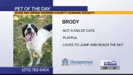 Pet of the Day: Brody