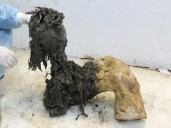 Scientists pull ancient RNA from a wooly mammoth's body