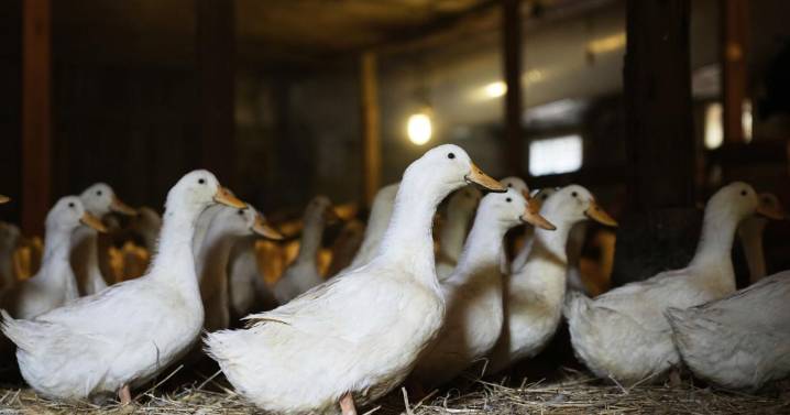 Northeast Indiana can't duck continuing spread of bird flu