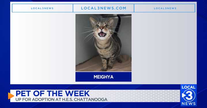 Meighya the cat up for adoption at the Humane Educational Society of Chattanooga