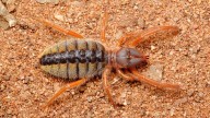 Camel Spider: A Murderous Speed Demon of the Desert