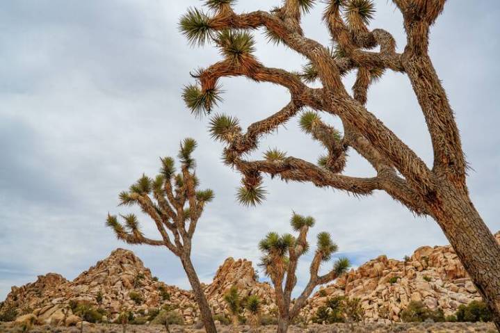 Hundreds of California’s Joshua trees were scorched during the shutdown
