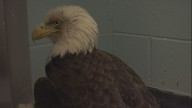 Wildlife Hospital of Louisiana seeing large increase in bald eagle cases
