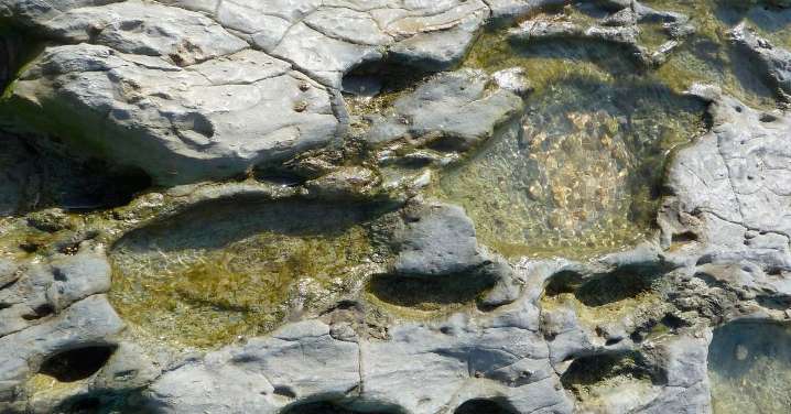 Un equipo integrado por investigadores de Granada documenta huellas de elefantes prehistóricos en dunas fósiles