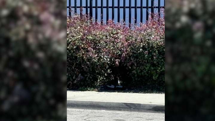 California Breeder’s Cruelty Exposed As Injured Mother Dog Is Left To Fend For Herself