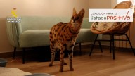 El SEPRONA rescata un serval en un domicilio particular de Alicante