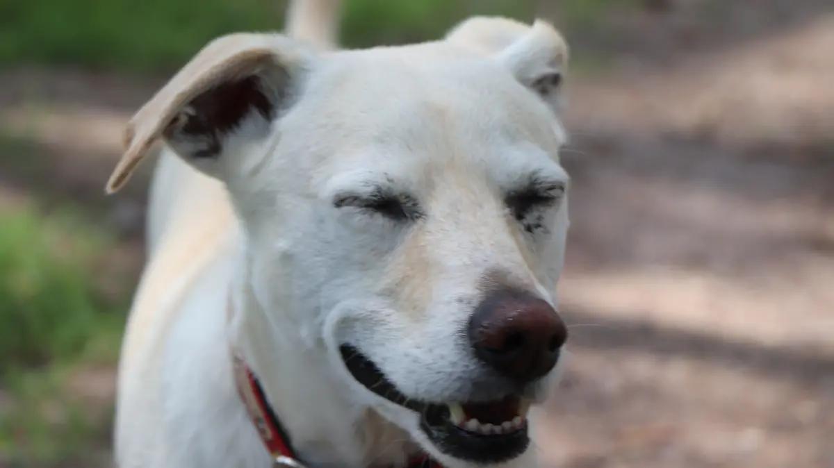 ¿Sabías que para que atiendan a tu mascota en el hospital veterinario, primero tienes que registrarla en el padrón?