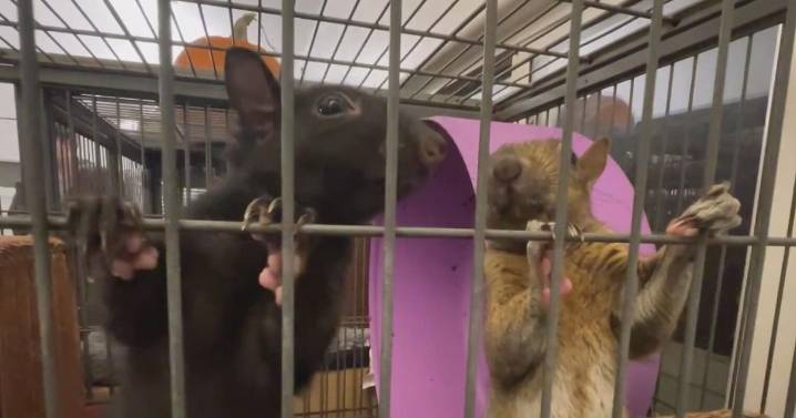 San Francisco wildlife rescue nonprofit facing financial strain as it raises money for upgrades