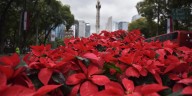 Cuándo inicia la temporada y venta de la flor de nochebuena en México