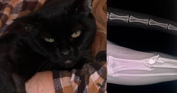 Los Osos resident speaks out after cat was shot and injured