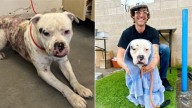 California Shelter Pup Reveals His Loneliness In The Most Heartbreaking Way