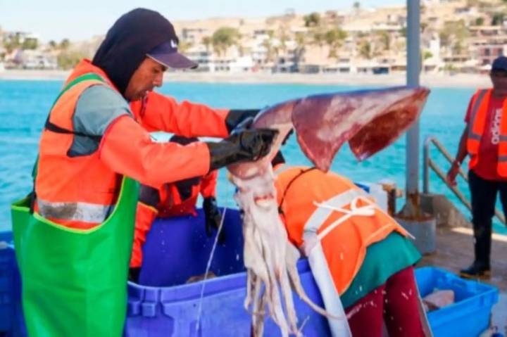 Establecen cuota de 38,659 toneladas de captura complementaria del calamar gigante