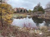 ‘Mindblowing’ population of feral goldfish in Ottawa pond to be euthanized