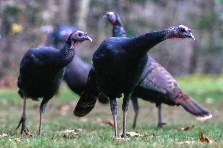 How trading wild turkeys for other animals became a conservation success story