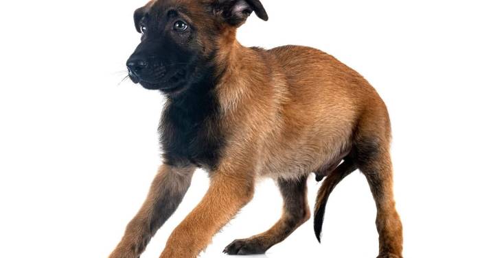 Safety Check: Staying safe around dogs