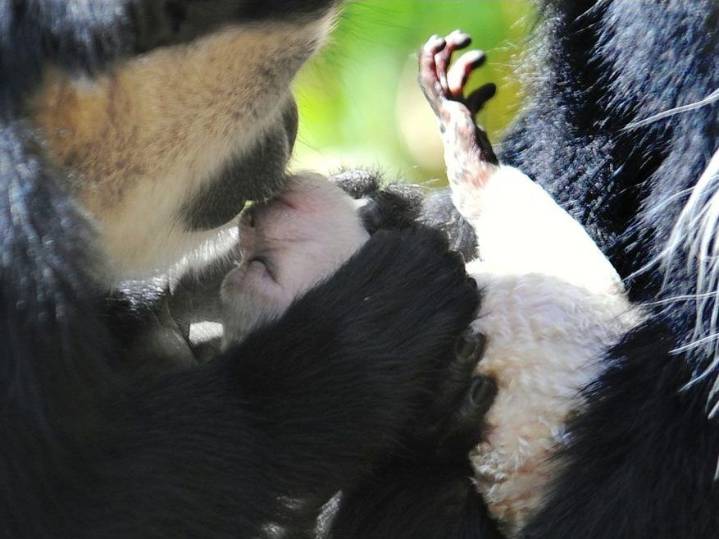 Neanderthals and ancient apes likely kissed too