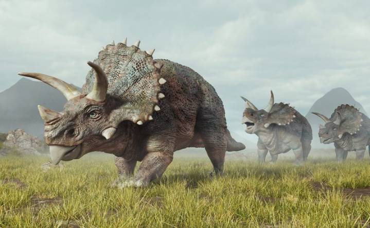 Fossil believed to be of Triceratops, 3-horned dinosaur, found in UP's Saharanpur