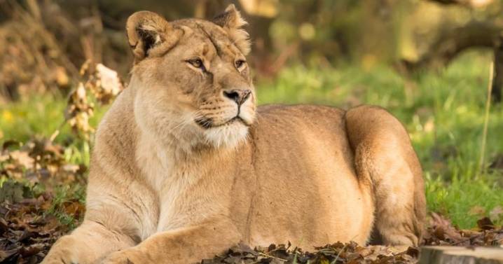 Knowsley Safari Park 'deeply saddened' by tragic death